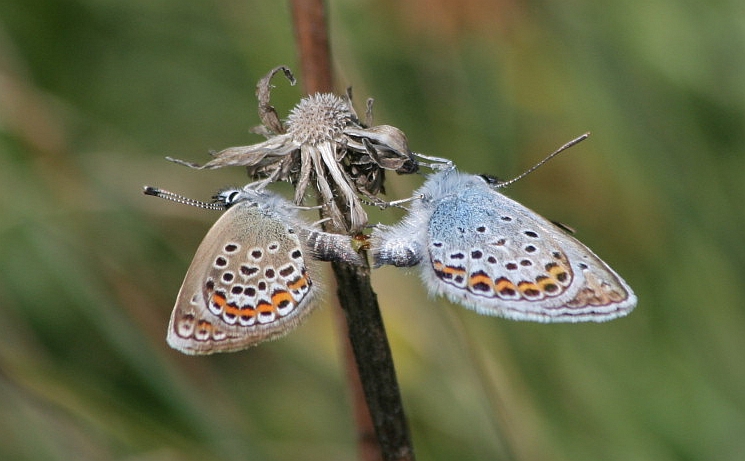 triangolo amoroso